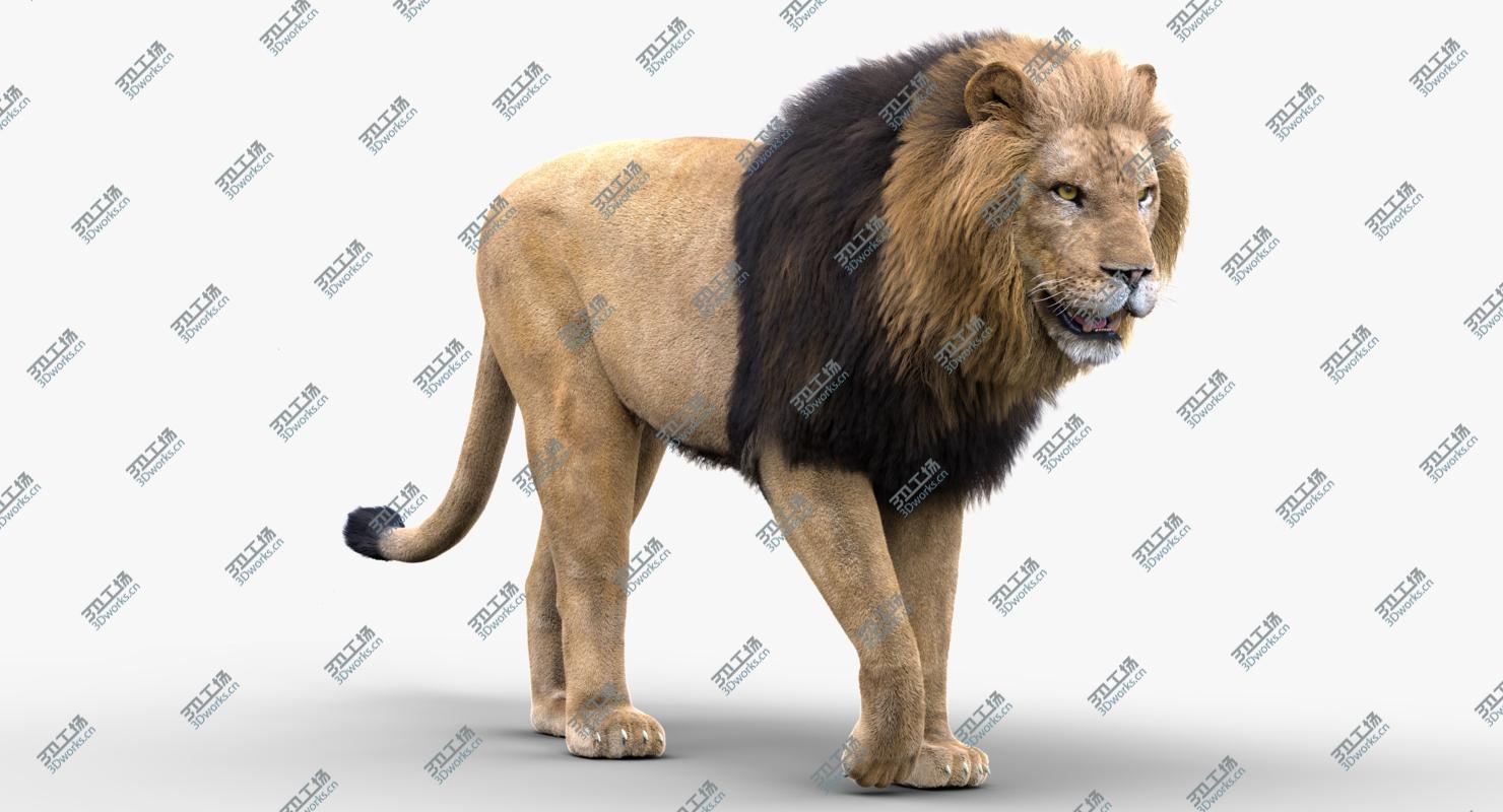 images/goods_img/20210313/3D Lion(Rigged, FUR)1 model/2.jpg